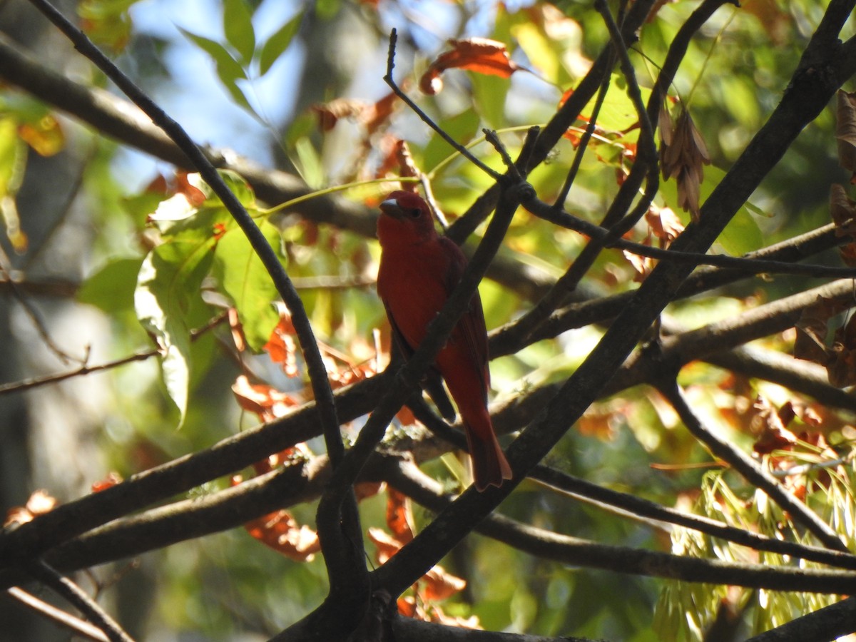 Summer Tanager - Ben Holloway