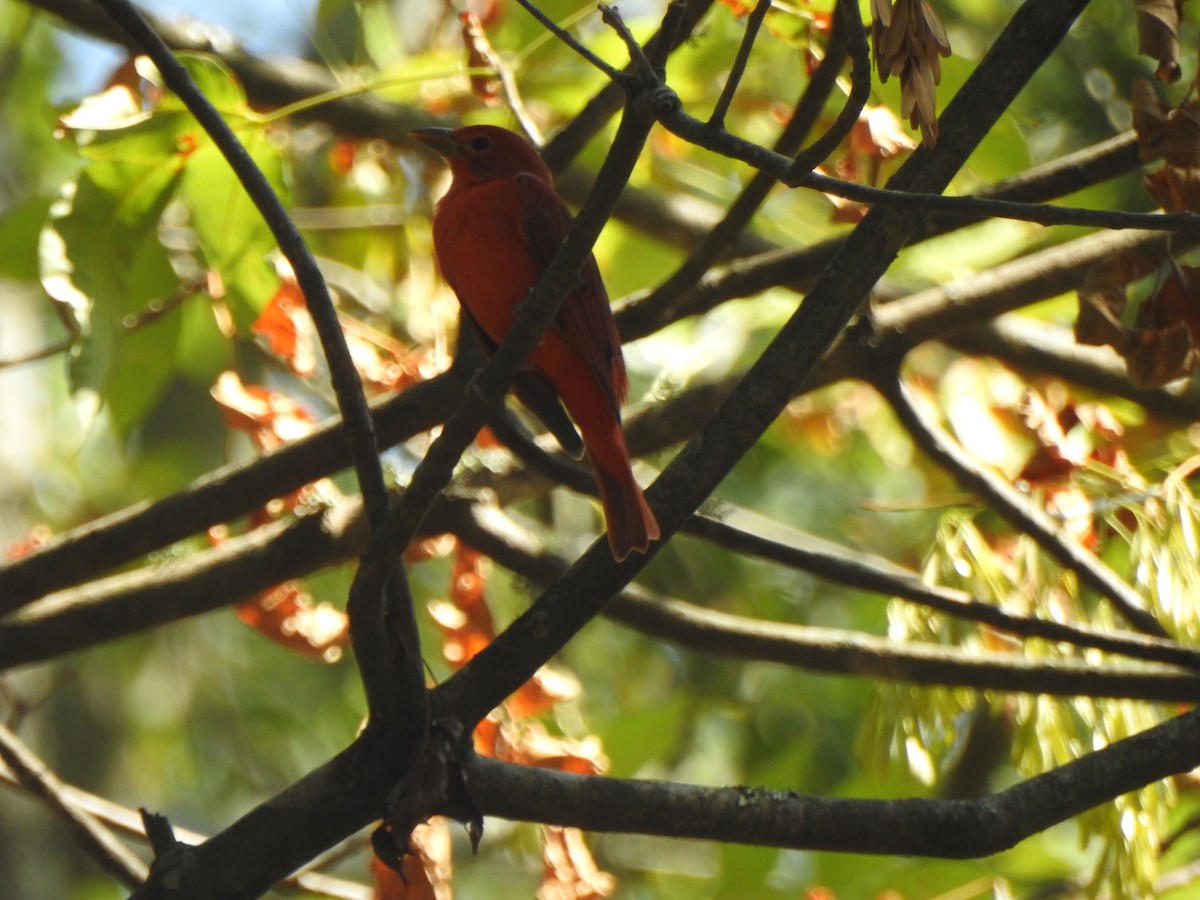 Summer Tanager - Ben Holloway