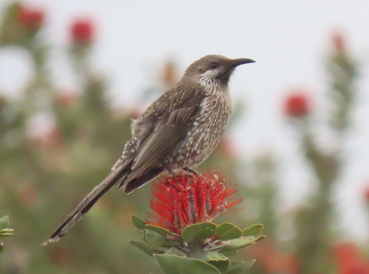 Western Wattlebird - ML608778400