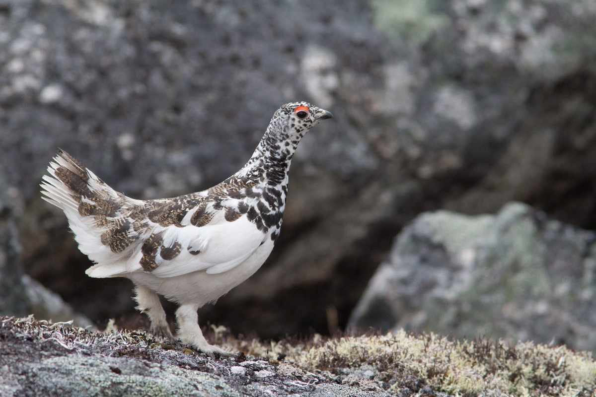 White-tailed Ptarmigan - ML60877841