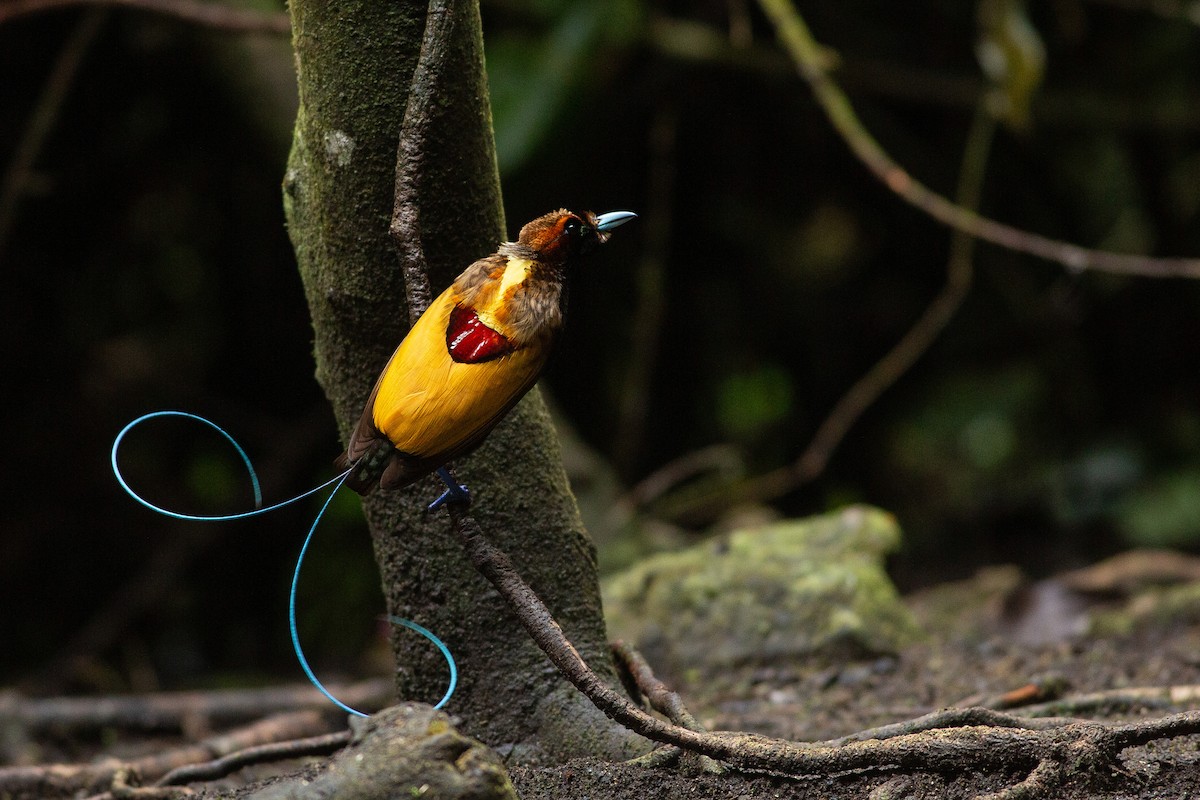 Magnificent Bird-of-Paradise - ML608778519