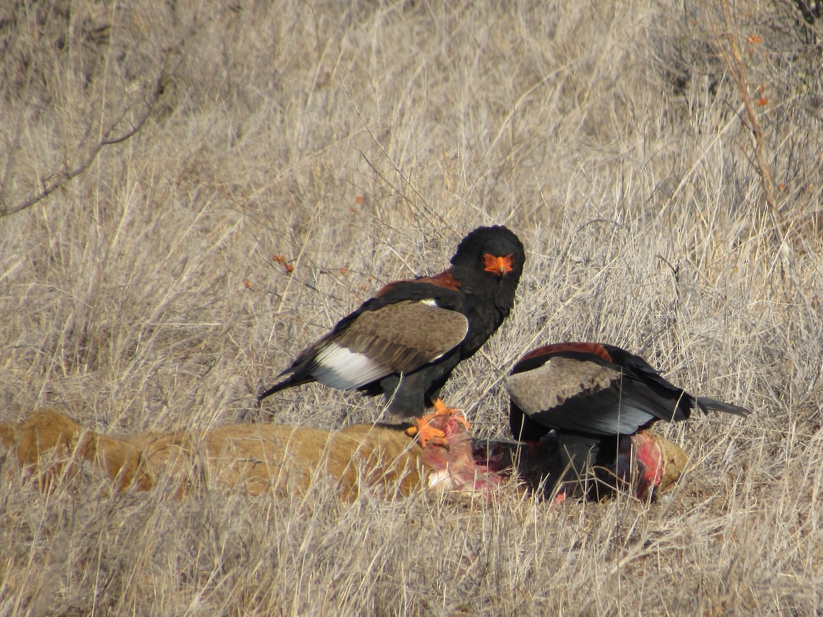 Bateleur - ML608778528