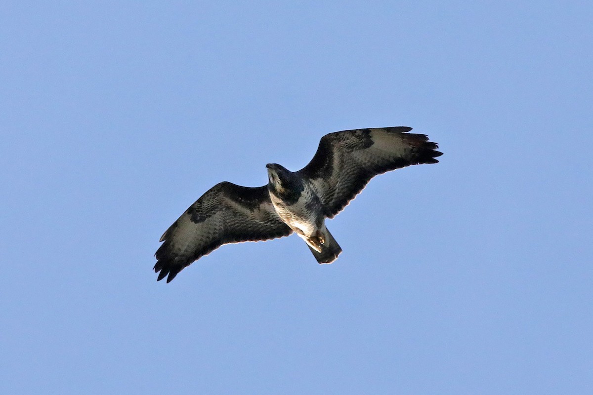 Common Buzzard (Steppe) - ML608778535