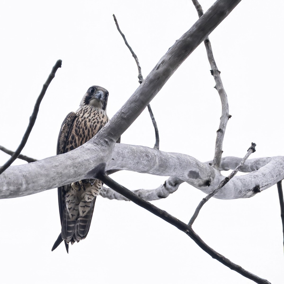 Peregrine Falcon - ML608778537