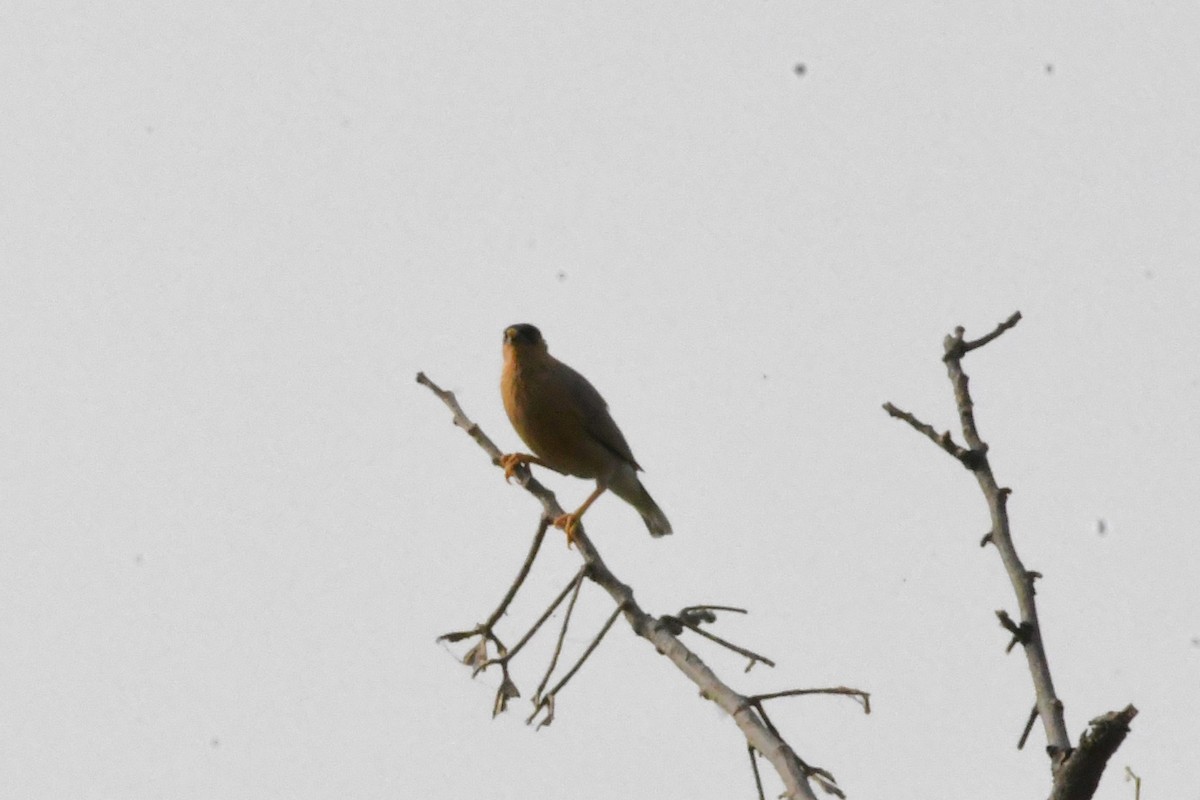 Brahminy Starling - ML608778541