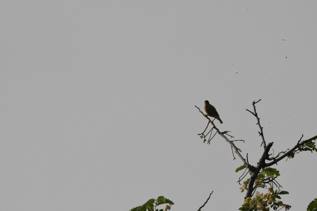 Brahminy Starling - ML608778547