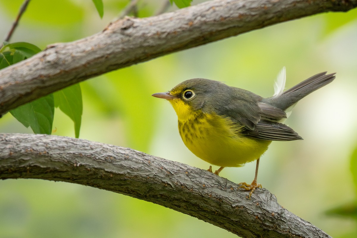 Canada Warbler - Rain Saulnier