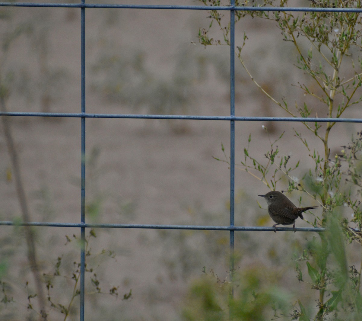 House Wren - ML608778589