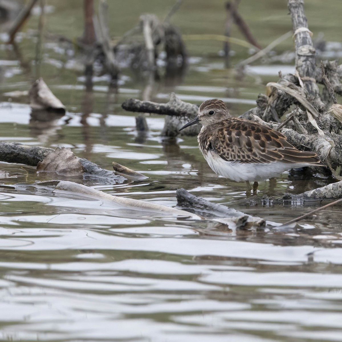 Least Sandpiper - ML608778595