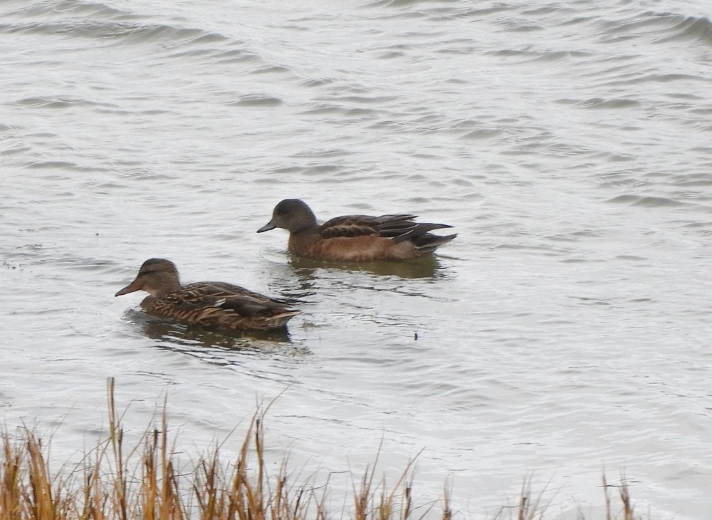 American Wigeon - ML608778663