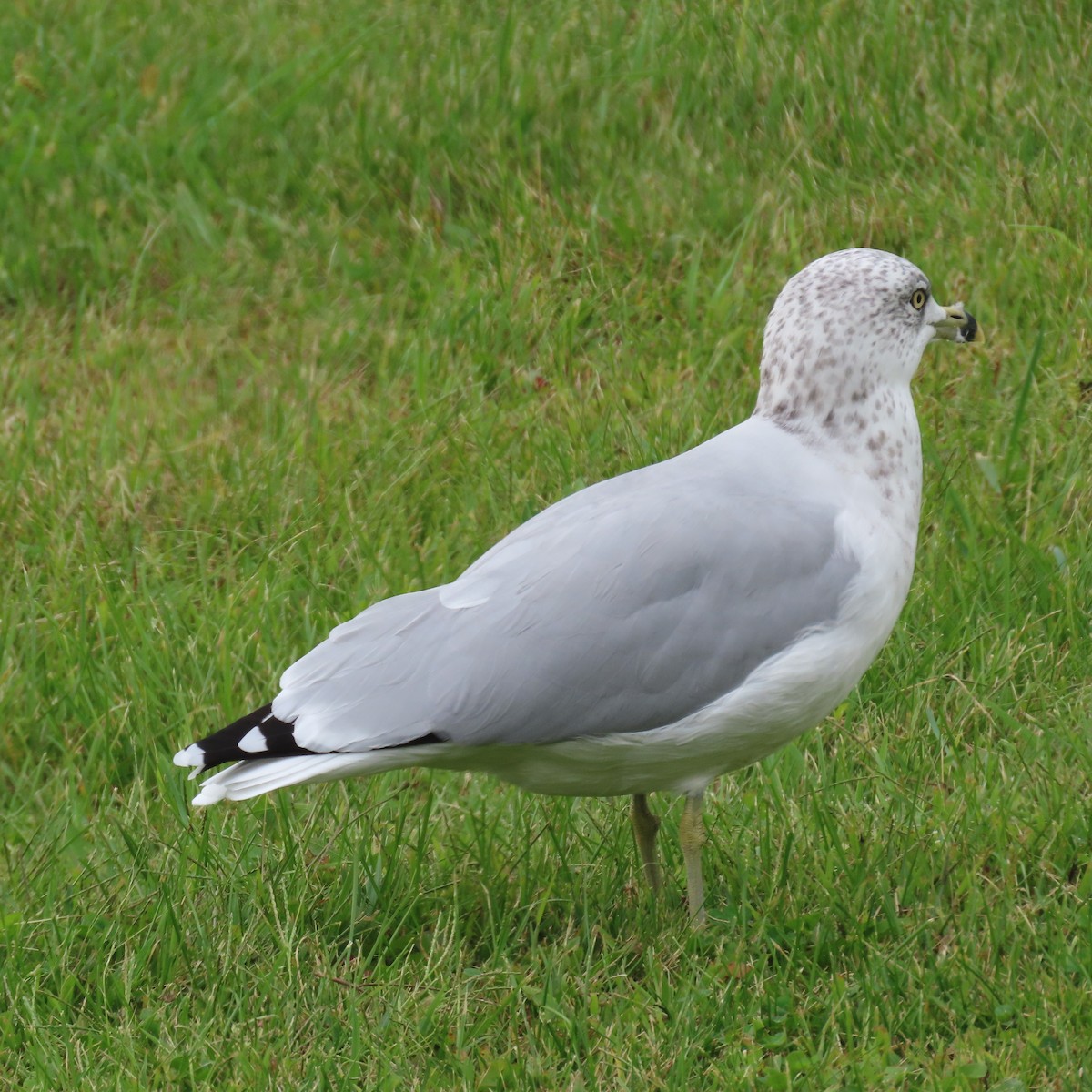 Ring-billed Gull - Karen Lintala