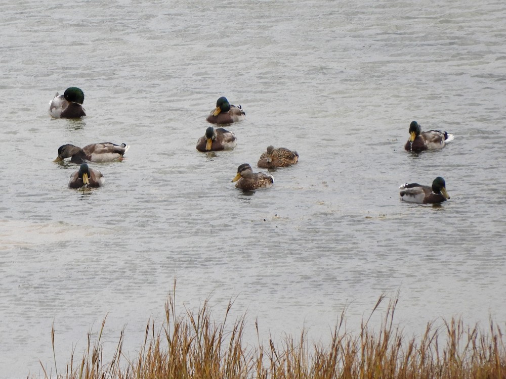 Mallard - ML608778676