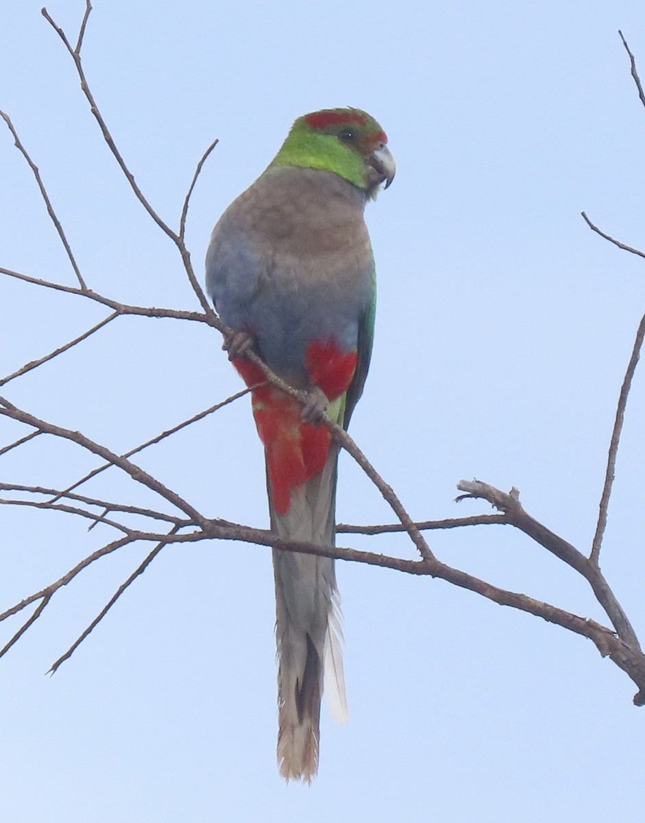 Red-capped Parrot - Peter Taylor (ex Birding SW)