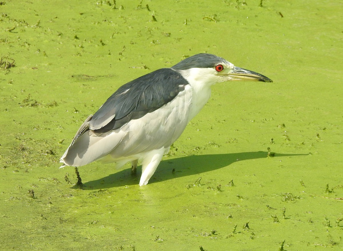 Black-crowned Night Heron - ML608778865