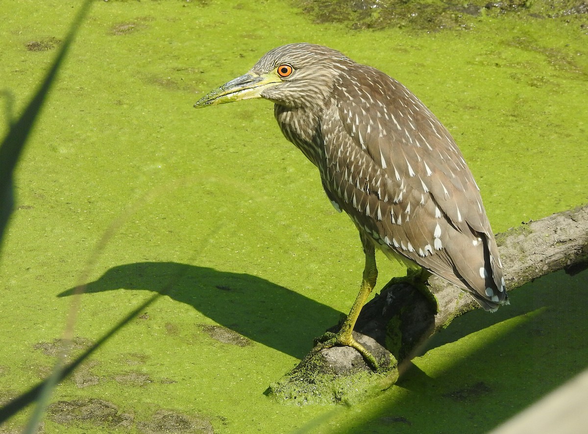 Black-crowned Night Heron - Matt Kalwasinski