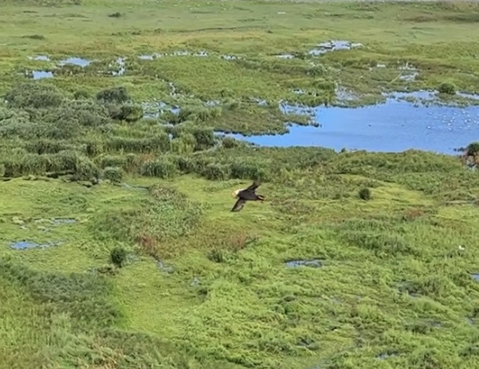 Tufted Puffin - ML608778940