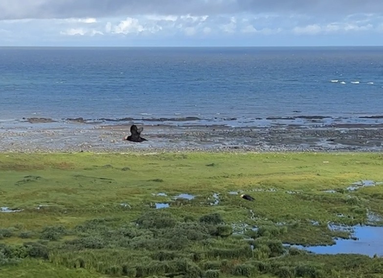 Tufted Puffin - ML608778941