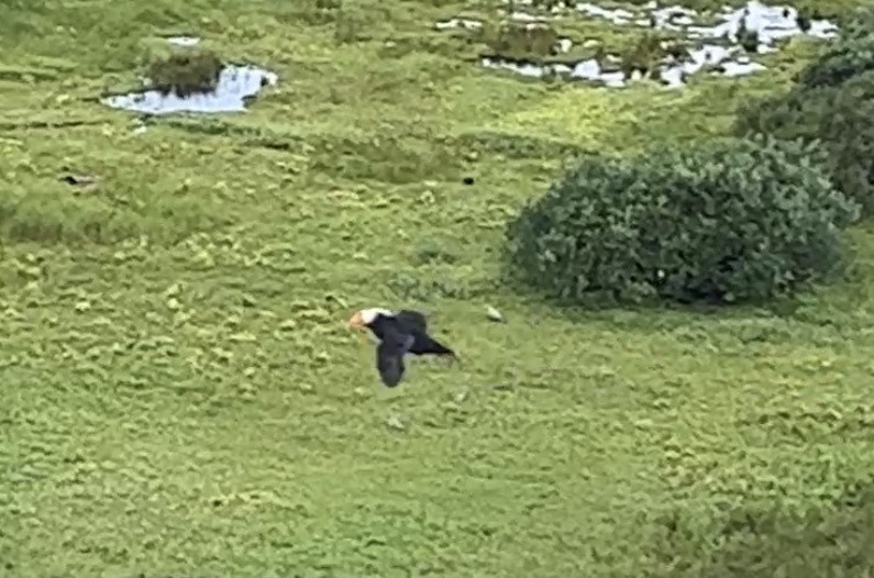 Tufted Puffin - ML608778942