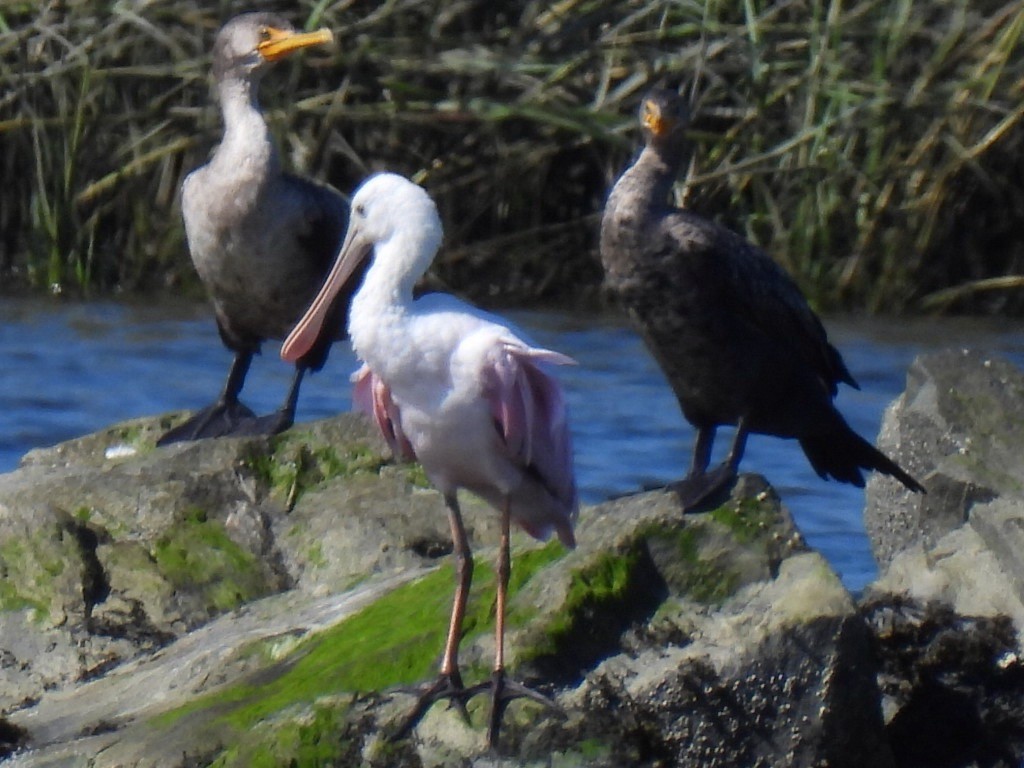 Roseate Spoonbill - ML608778950