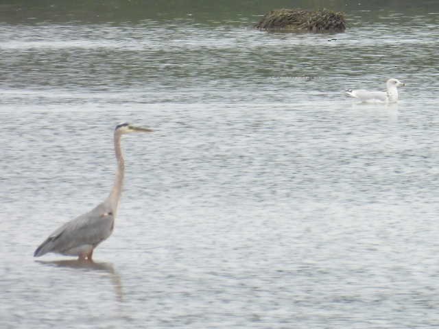 Great Blue Heron - ML608779225