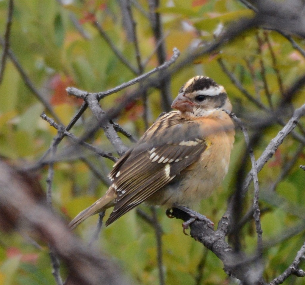 Black-headed Grosbeak - ML608779232