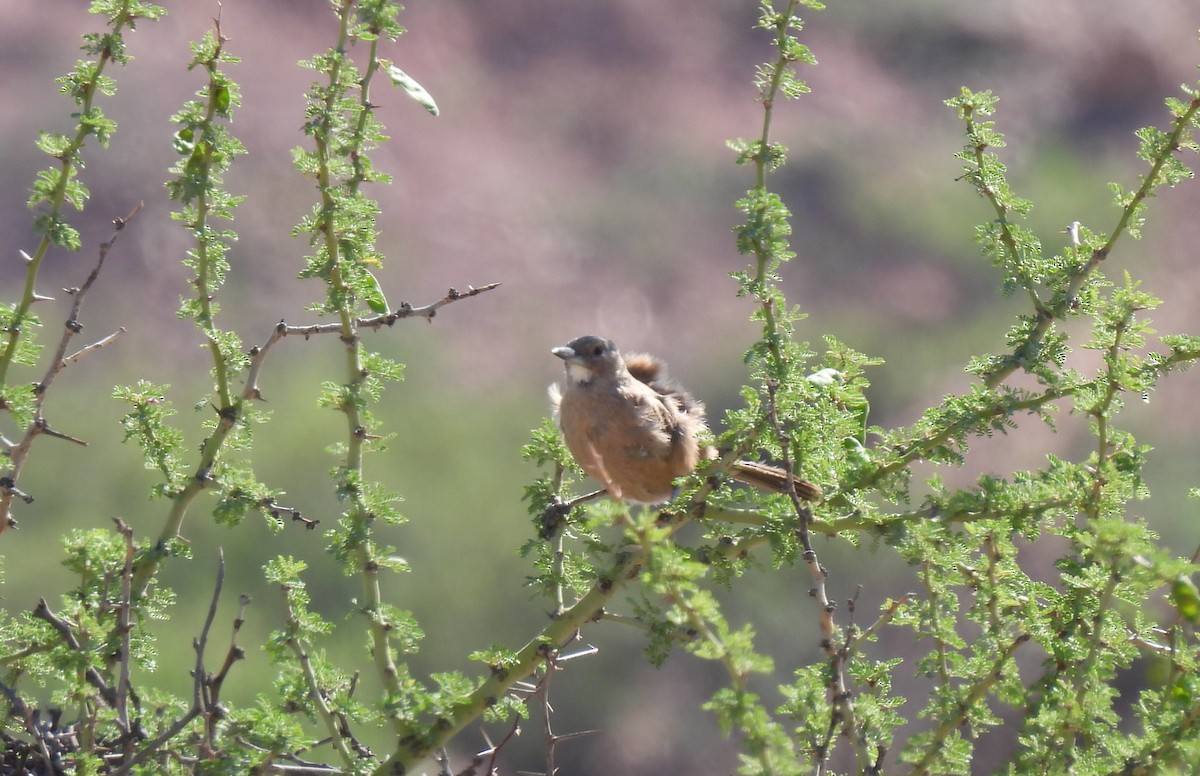 White-throated Cacholote - ML608779281