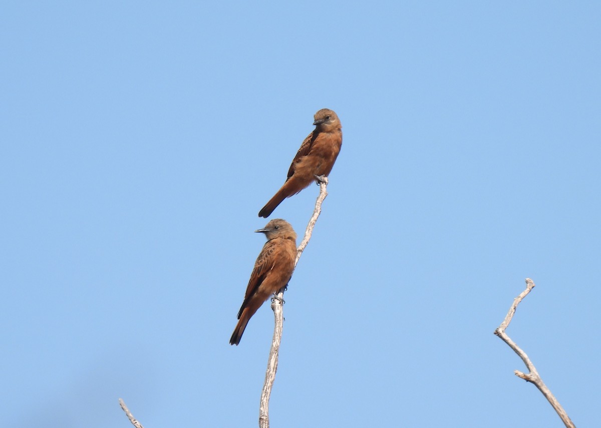 Cliff Flycatcher - ML608779346