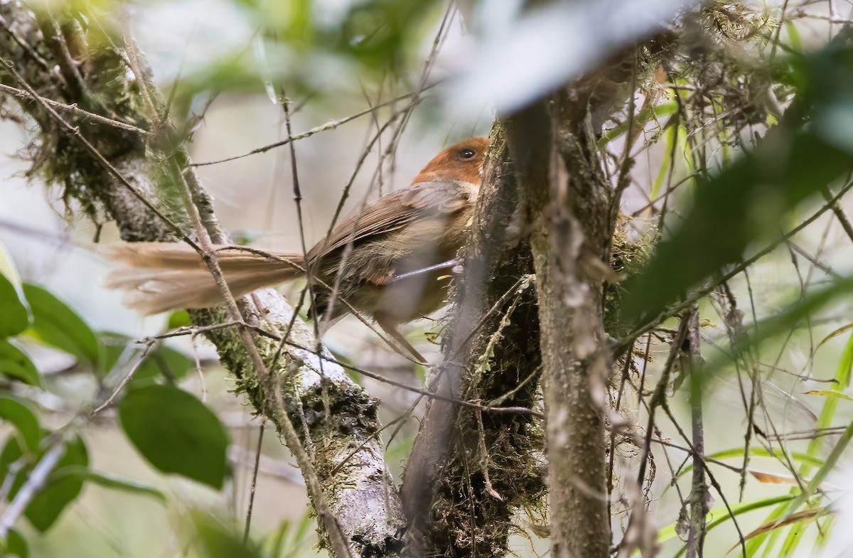 Orange-crowned Fairywren - ML608779369