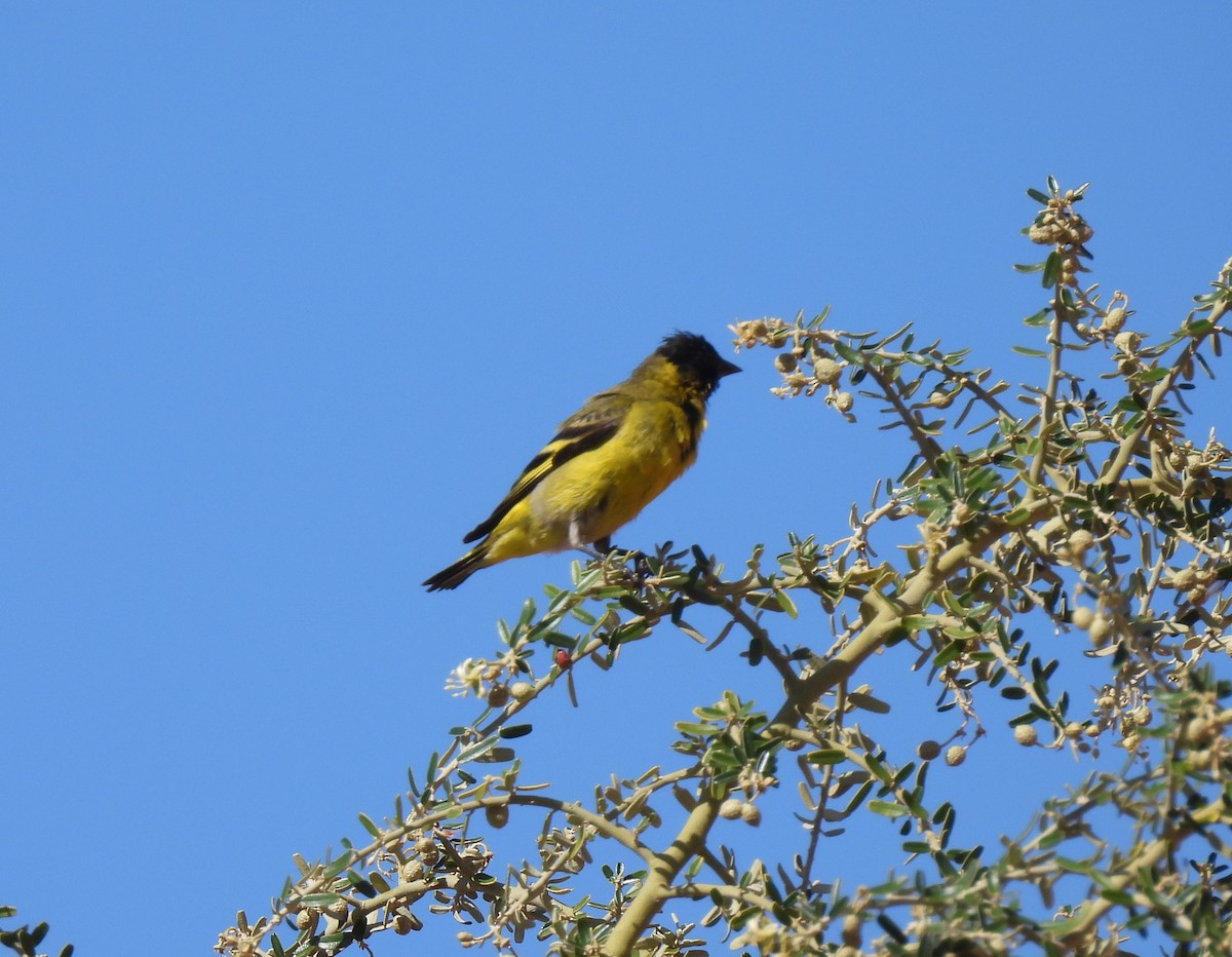 Hooded Siskin - ML608779397