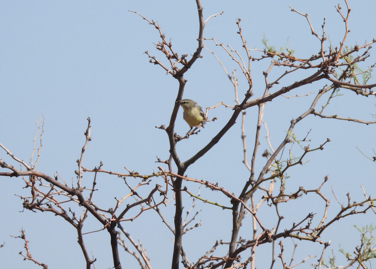 Greater Wagtail-Tyrant - ML608779425