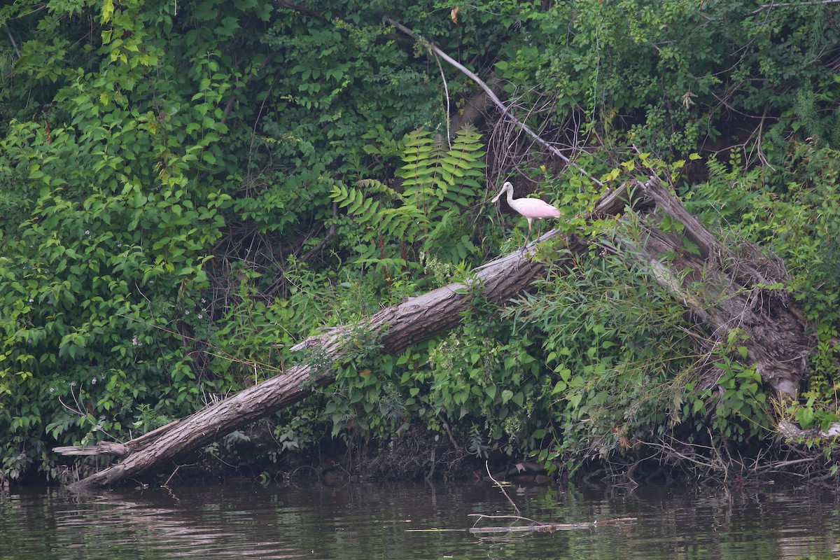 Roseate Spoonbill - ML608779488