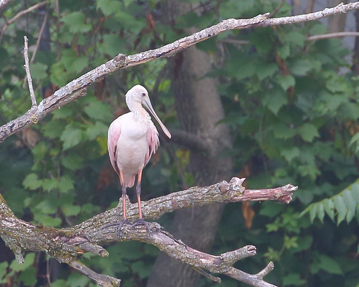 Roseate Spoonbill - ML608779518