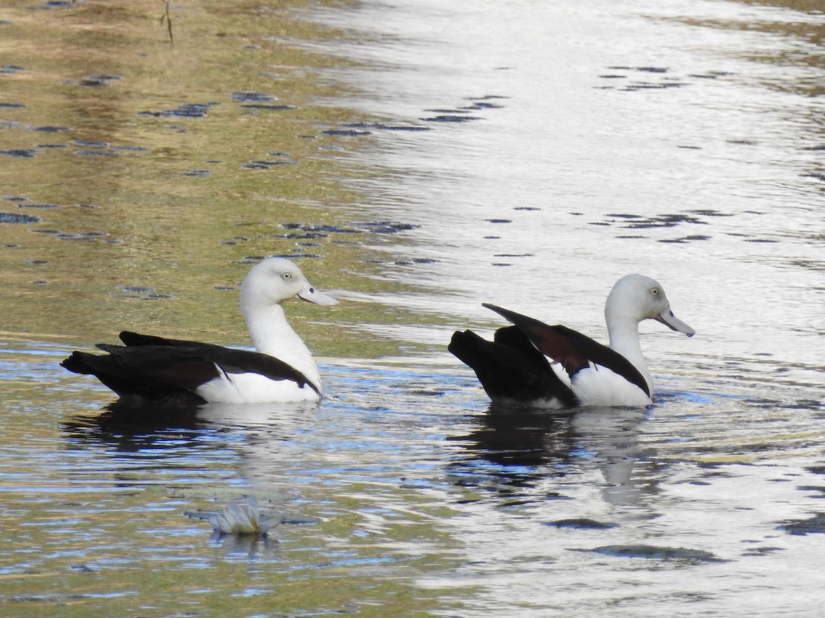 Radjah Shelduck - ML608779561