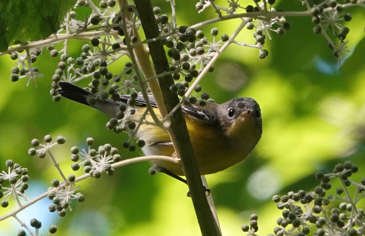 Magnolia Warbler - Peter Reisfeld