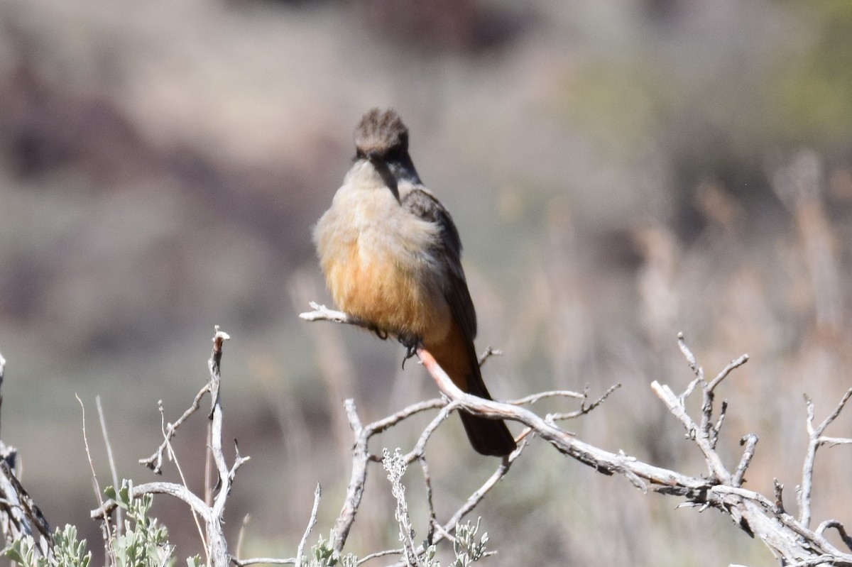 チャイロツキヒメハエトリ - ML608779597