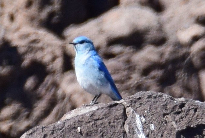 ムジルリツグミ - ML608779605