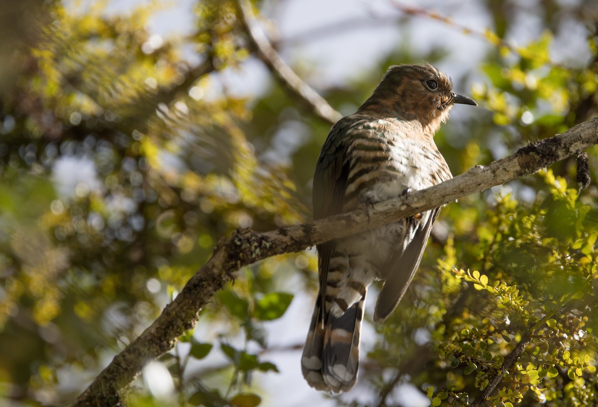 Rufous-throated Bronze-Cuckoo - ML608779613