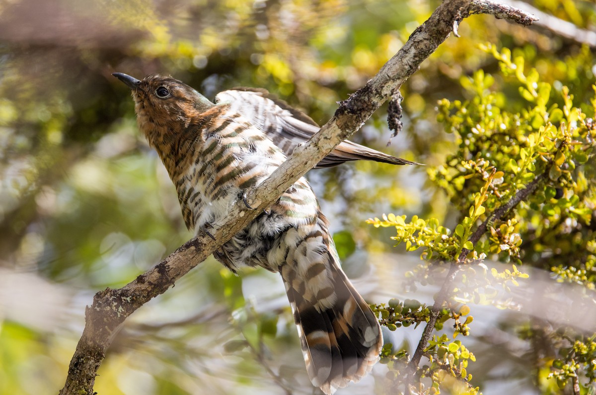 Rufous-throated Bronze-Cuckoo - ML608779614