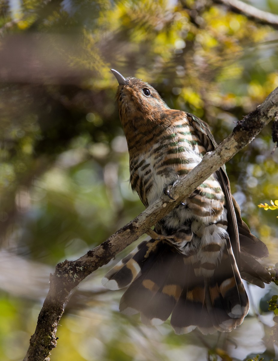 Rufous-throated Bronze-Cuckoo - ML608779615