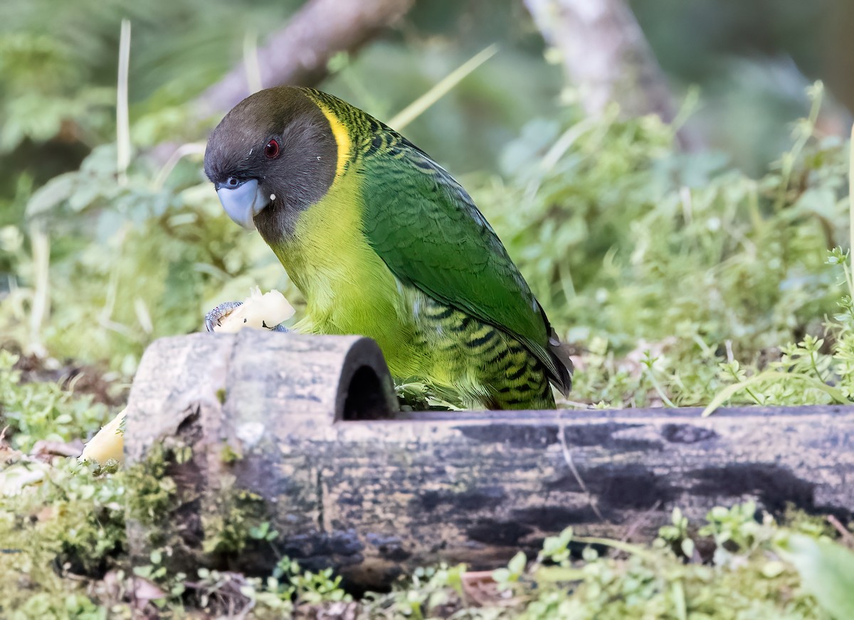 Brehm's Tiger-Parrot - Chris Barnes