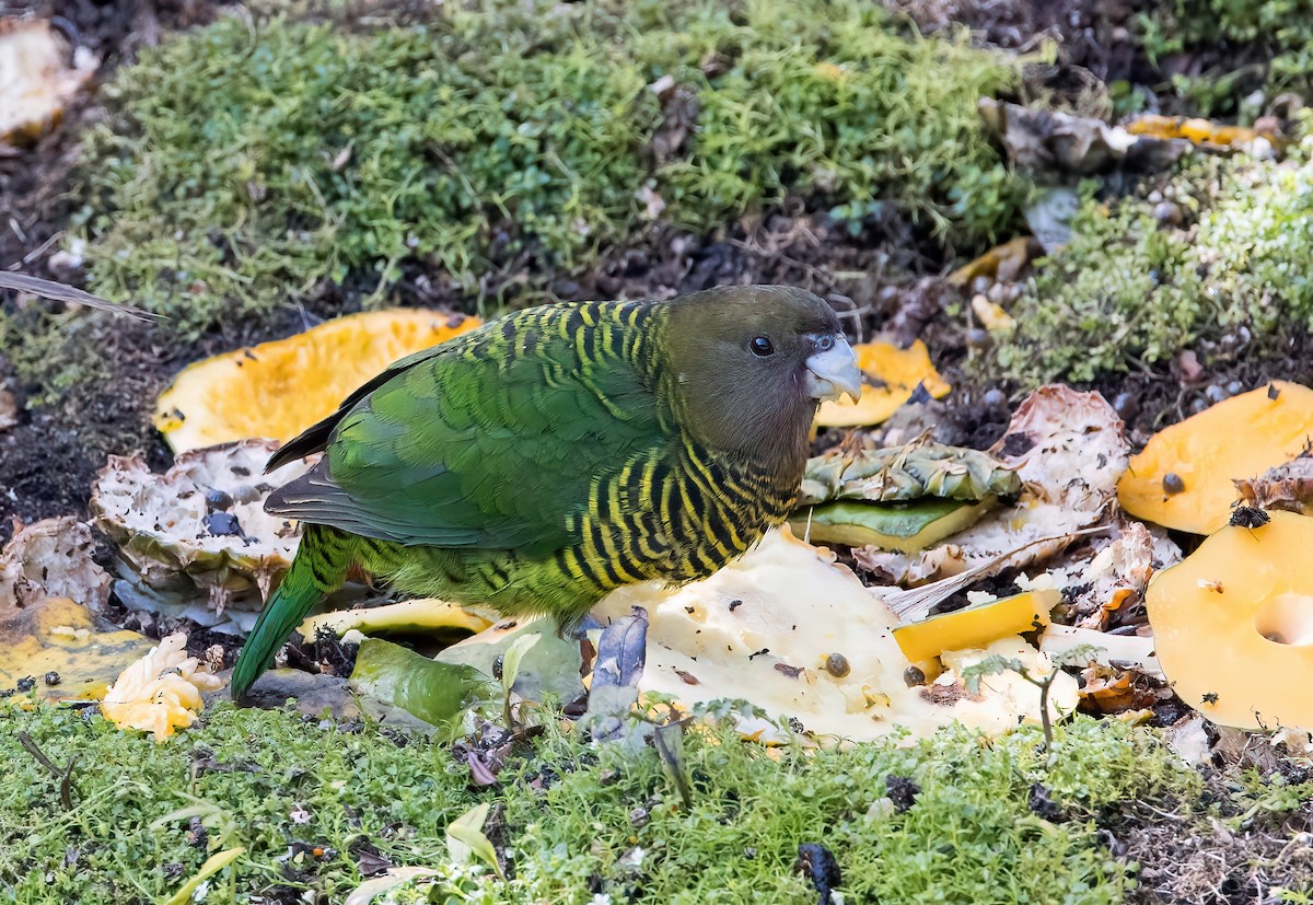 Brehm's Tiger-Parrot - ML608779643