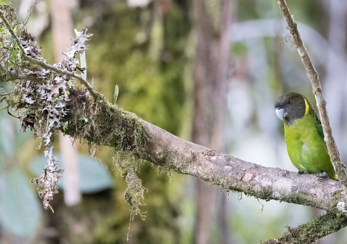 Brehm's Tiger-Parrot - ML608779644