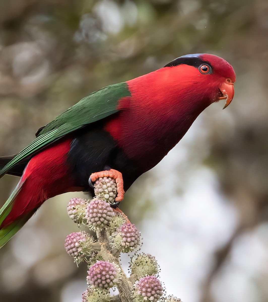 Stella's Lorikeet - Chris Barnes