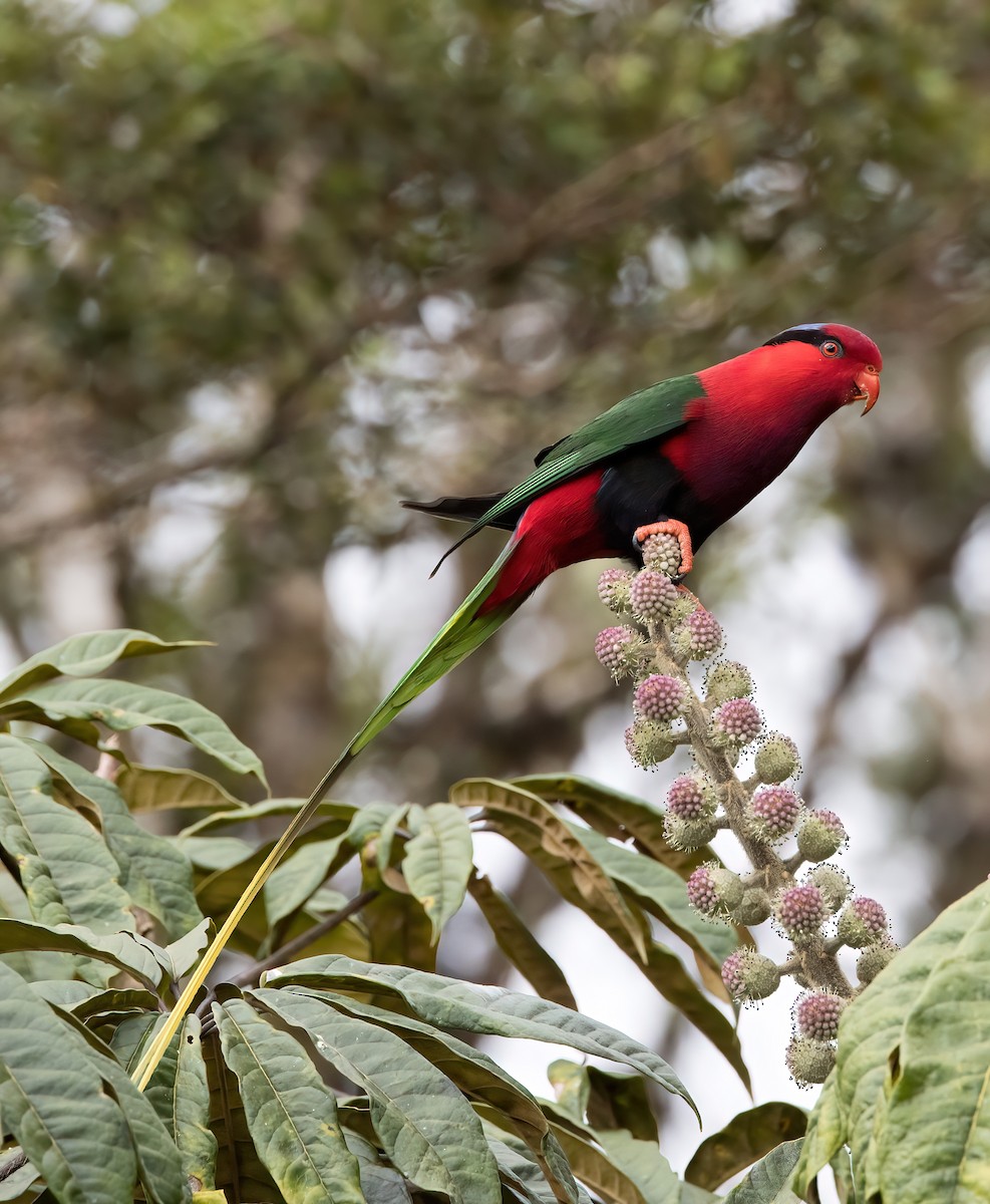 Stella's Lorikeet - ML608779659