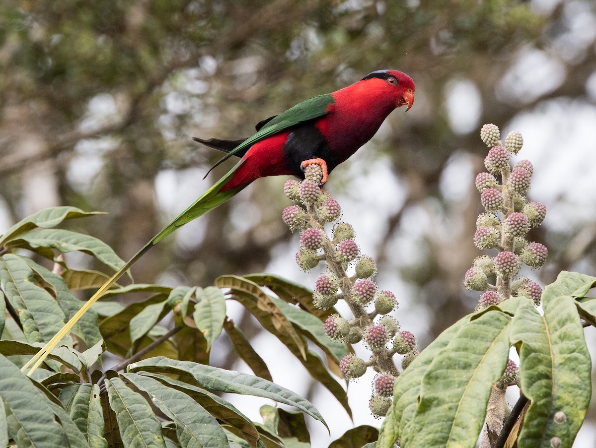 Stella's Lorikeet - ML608779660