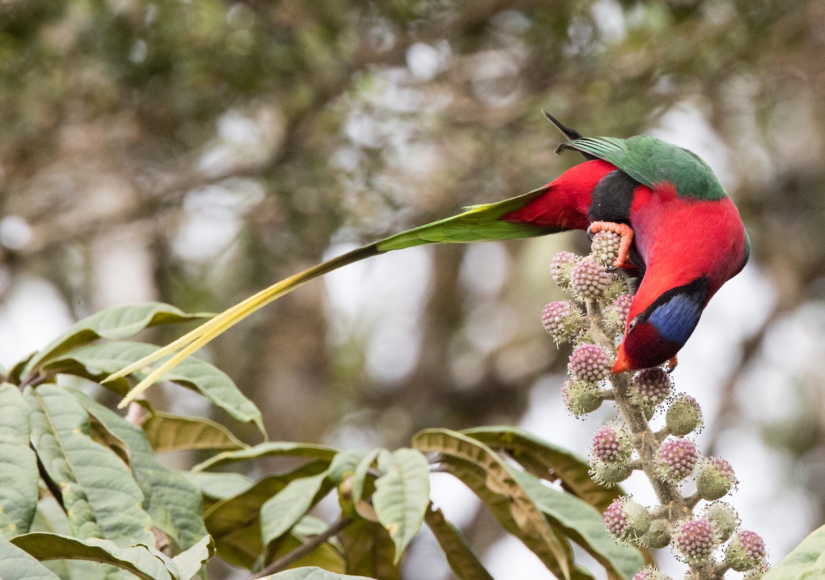 Stella's Lorikeet - ML608779662