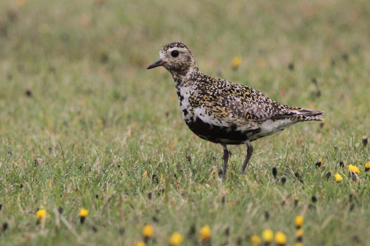 European Golden-Plover - Andy Dettling