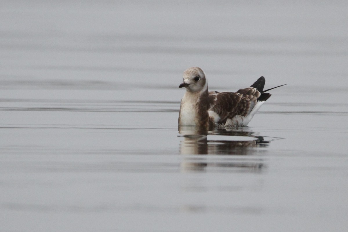 Black-headed Gull - Andy Dettling