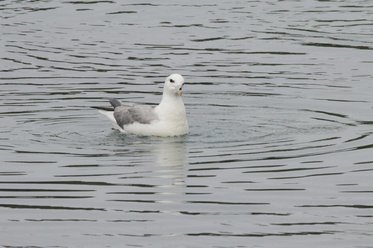 Northern Fulmar (Atlantic) - Andy Dettling