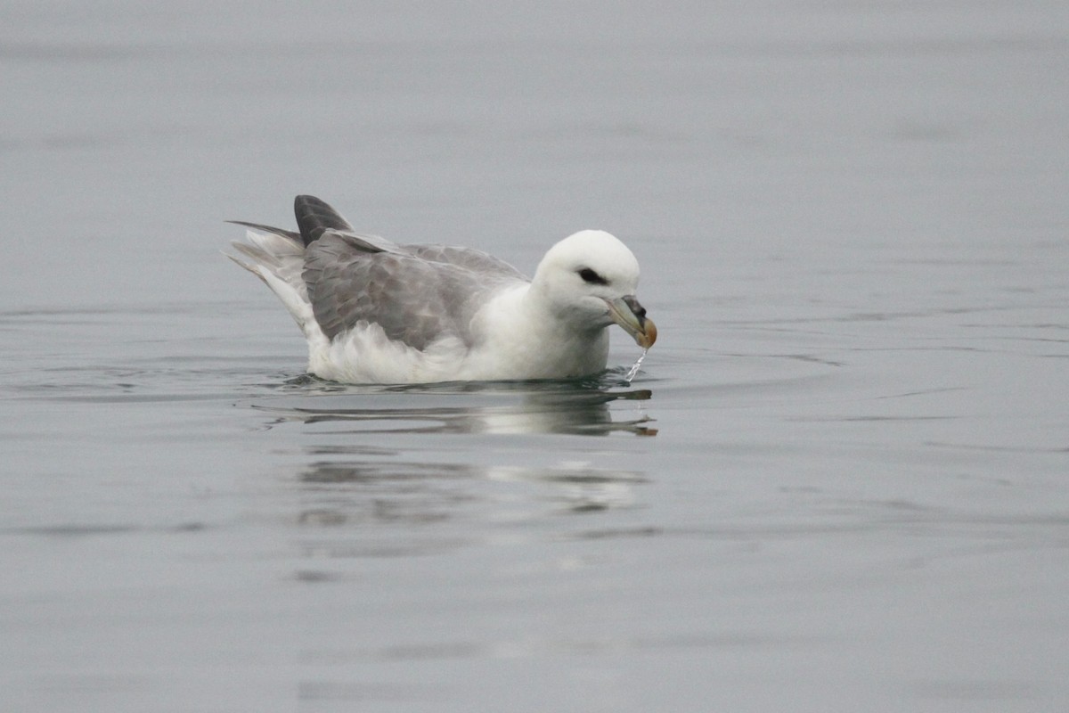 Northern Fulmar (Atlantic) - Andy Dettling